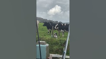 Lola the Bulldog Thinks She