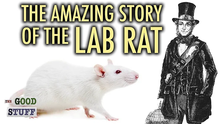 The Amazing Story of the Lab Rat - DayDayNews