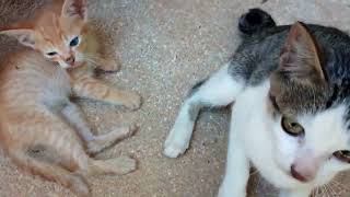 08-2025 Video blog - My Life in the Philippines - Simple Filipino American Kapwa - No money No Honey