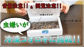 冷凍コオロギの解凍方法 Youtube 冷凍コオロギの解凍方法 Youtube