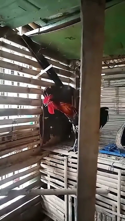 suara kokok ayam pelung berkokok prestasi nada dering