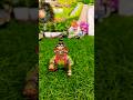 Lalla ko nind a rahi hai bistar laga do 💤💤#viralvideo #laddu #krishna #laddu Gopal#