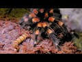 INSANE TARANTULA FEEDING!!! | BRIAN BARCZYK