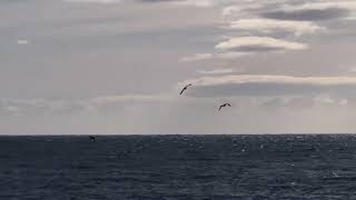 HERRING GULL -an Europian SeaGull