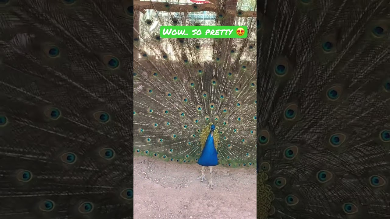 Peacock spreading feathers 🦚beautifully shaking it ❤️
