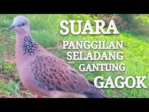 SUARA PANGGILAN PIKAT GAGAP
