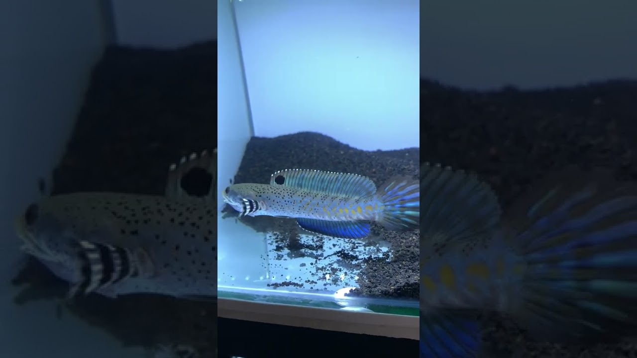 Ngeri ikannya skylark aquatic