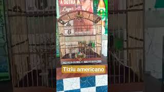 Tiziu Americano