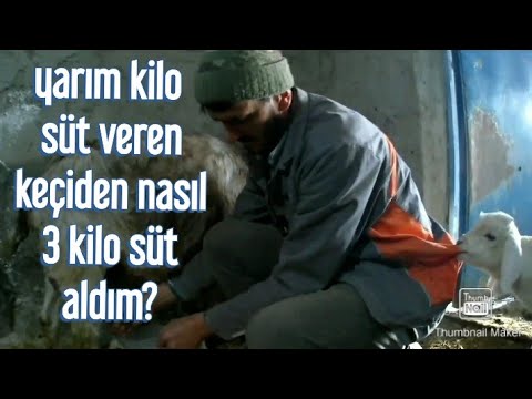 YARIM LİTRE SÜT VEREN KEÇİDEN 3 LİTRE SÜT ALMAYI NASIL BAŞARDIM?