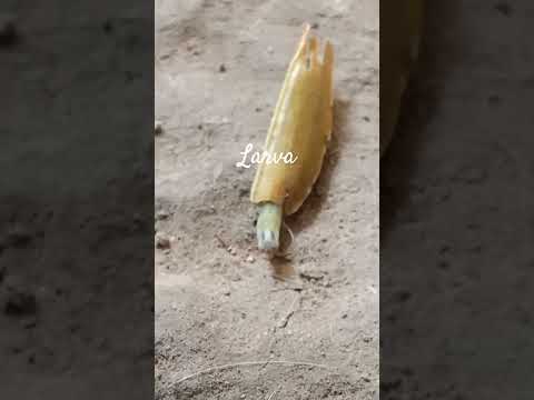 Larva #larva