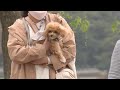 歩けない、寝たきりの犬が増えている　要因は「平均寿命の延び」だけではない　獣医師が指摘する「品種改良」の問題