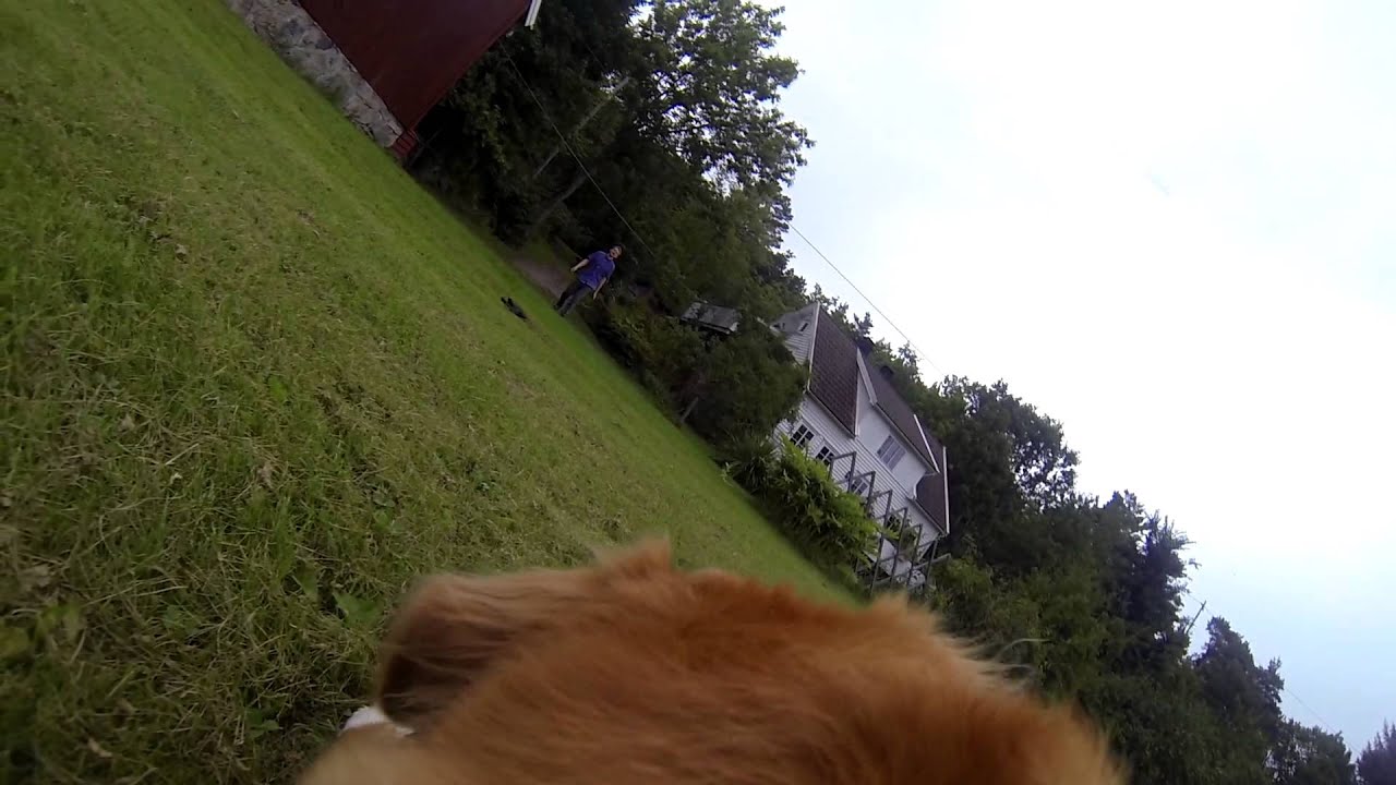 Dog running with gopro | EPIC! |