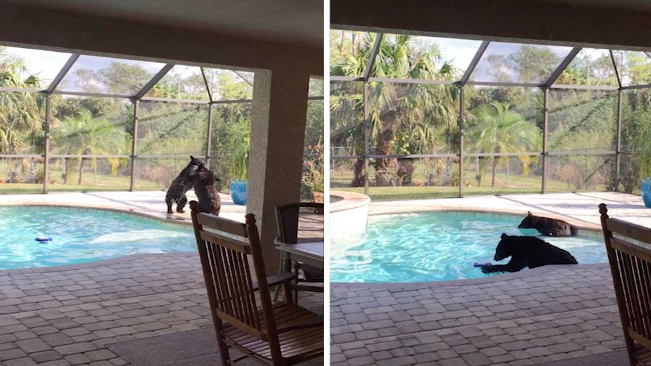 Bear Cubs Caught Playing In Pool - YouTube