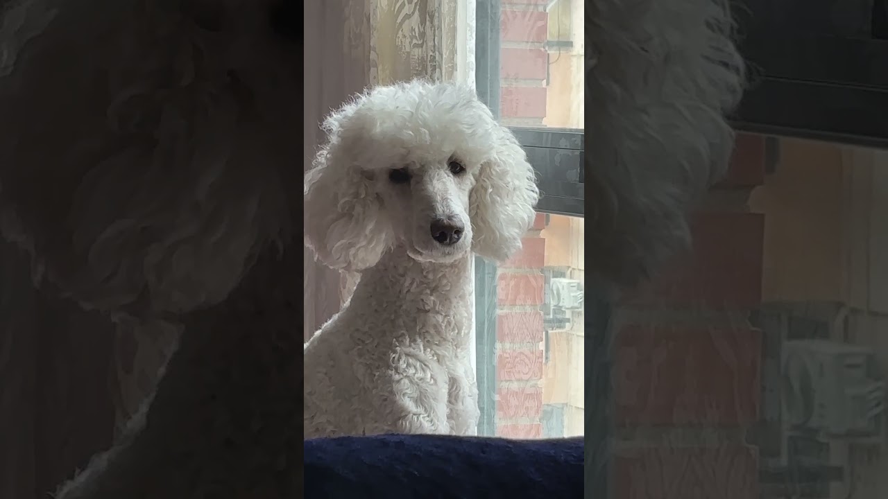 Here Comes the Sun A Peaceful Dog Moment