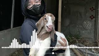 Download Lagu 62 Bahasa Indonesia Listening - Indonesian children song: Anak Kambing Saya [Low] (99% Indonesian)