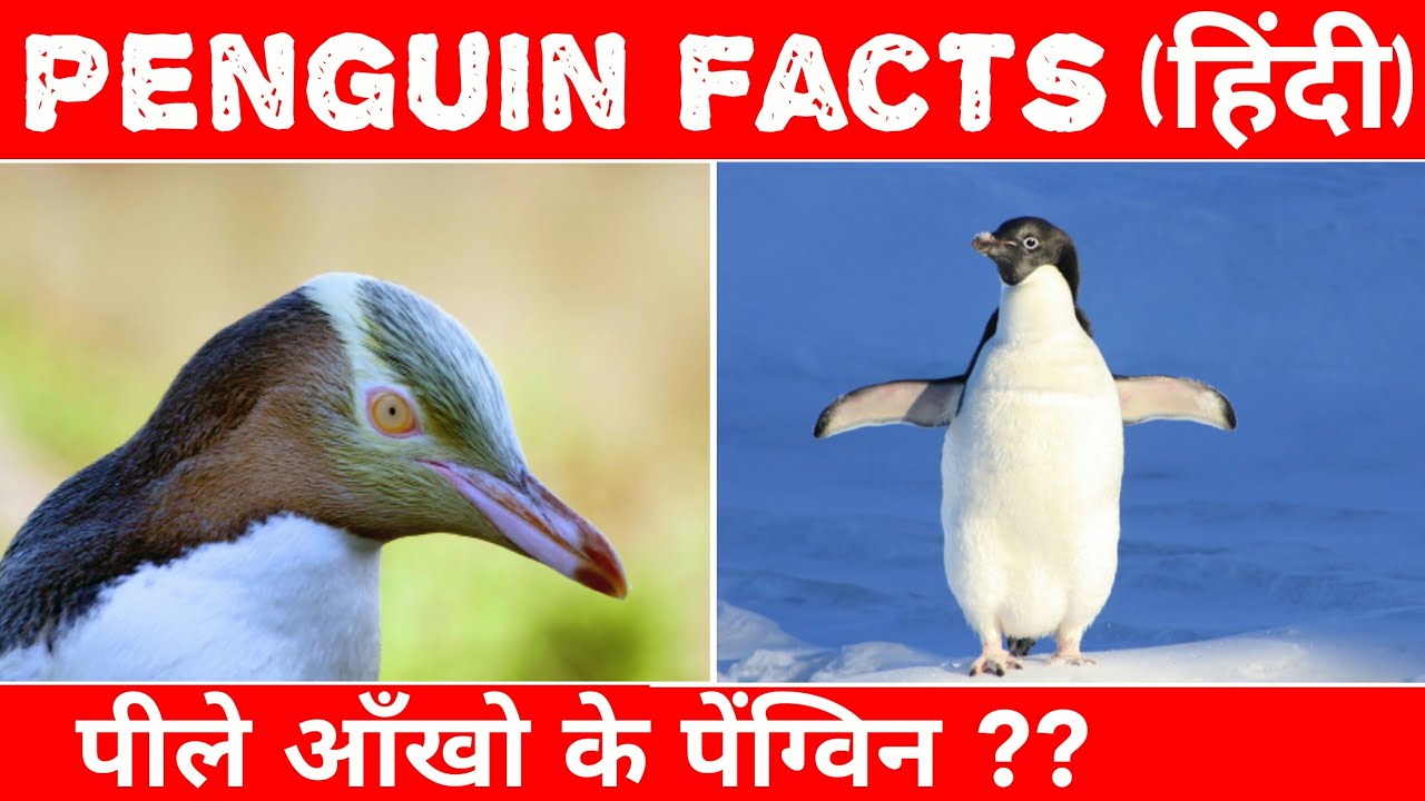 Penguin Facts In Hindi Full Information Penguin Facts In Hindi Full Information
