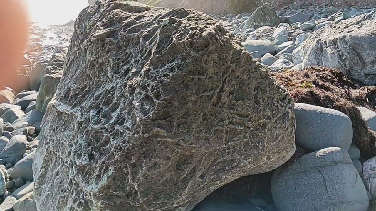 Large petrified Root System 