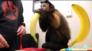 Monkey Eats Giant Banana