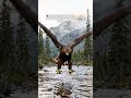 The Moment This Golden Eagle Spotted A Fish Will Leave You Speechless 🦅 #eagles #goldeneagle #birds