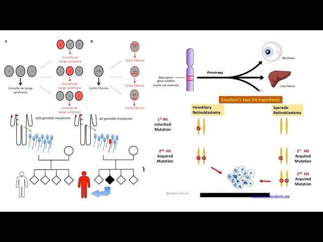 Genetics (part 1) - USMLE Step 1 (Class #6)