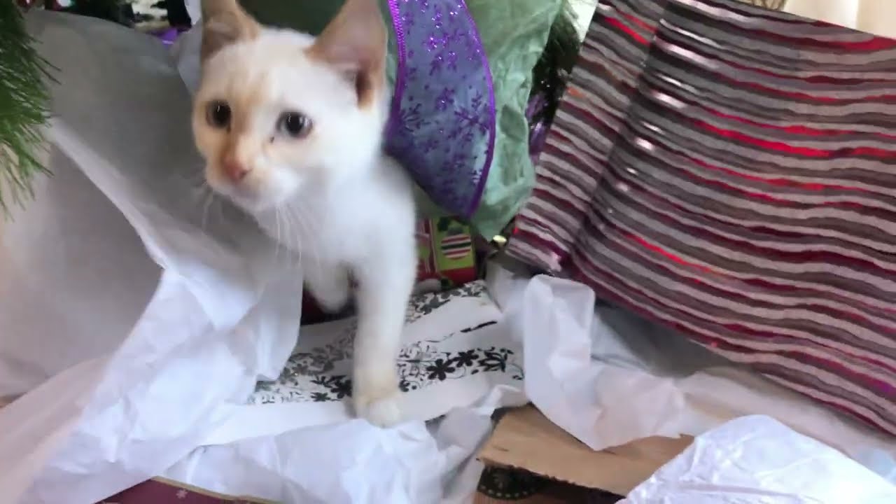 Cats Play in Wrapping Paper on Christmas
