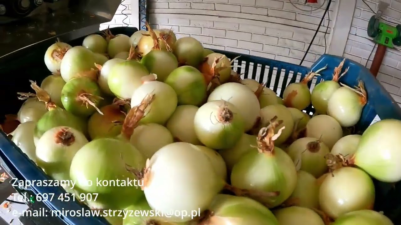 Maszyna do obierania cebuli - proces obierania cebuli bez obcinania. Odmuchiwarka do Cebuli.