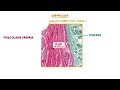 Stomach: Histology