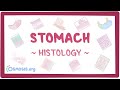 Stomach: Histology Mp3 Song