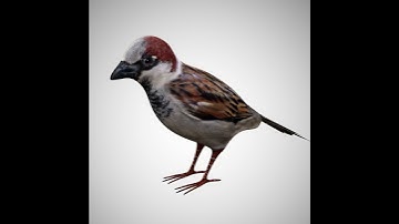 Sparrow Bird 3D Model