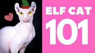 The Elf Cat 101 : Breed & Personality