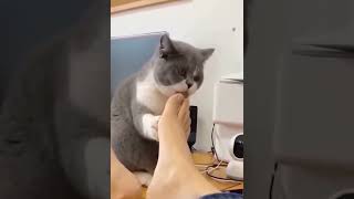 Funniest Cats and Dogs %F0%9F%90%B6%F0%9F%90%B1   Funny Animal Videos %239720p60
