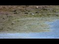 Little Ringed Plovers, adult and juvenile, Murton NR