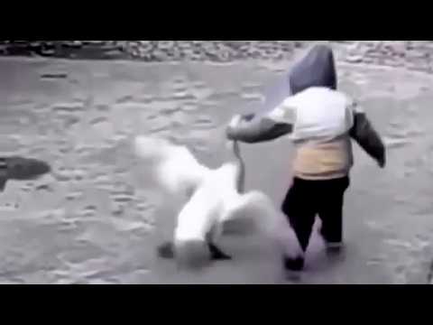 If These Animal Moments Were Not Filmed, No One Would Have Believed Them thumbnail