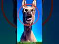 Donkey Mule Funny Crying Likesadia Animals Beautifulscenery Donkey Funnyvideo 