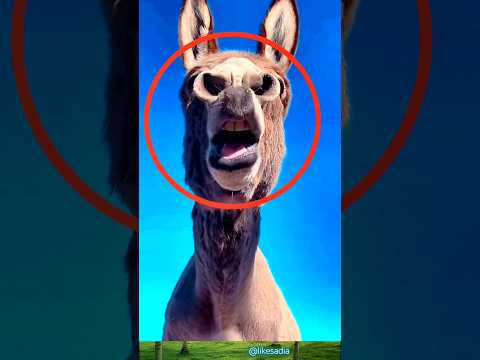 Donkey Mule Funny Crying Likesadia Animals Beautifulscenery Donkey Funnyvideo 