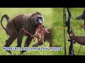 صيد قرد البابون بالسهم 🏹 Hunting baboon with arrow