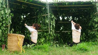 Harvesting Bamboo, Tent Building, Farming, and Peanut Processing Process | Country Life
