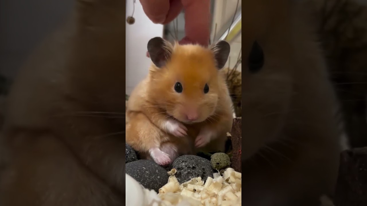 The little hamster's tickling look is so cute！ 