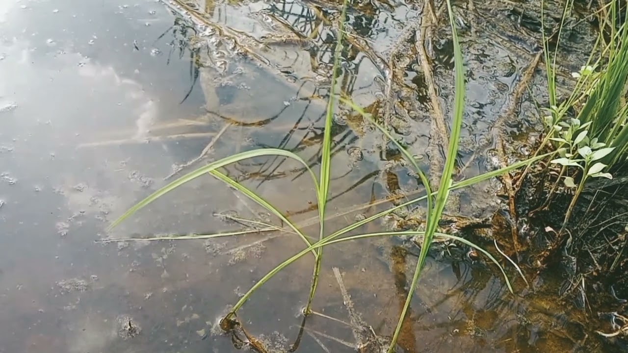 DJ miracle x tau tau Vinky YT cenematik