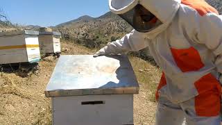مراقبة النحل اسبوع بعد وضع العاسلة