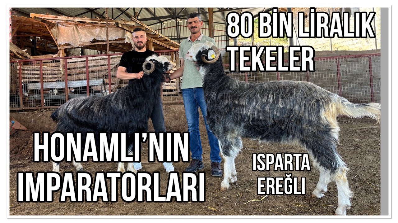 80 BİN LİRALIK HONAMLI TEKELER - İMPARATORLAR - ZÜMREOĞLU HAYVANCILIK