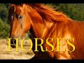 HORSES / ЛОШАДИ