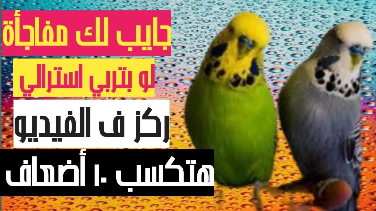 العصافير الانصاص مكاسب عدت الخيال|كل ما تريد معرفته عن العصافير النص انجليزي @hwayt_toyor_elzina