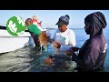 Sustainable Seaweed Farming in Zanzibar