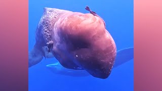 Close Encounters with Sperm Whales &amp; More!