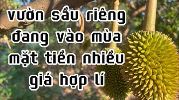 kẹt tiền đành giảm giá bán mảnh đất vườn sầu riêng đang cho thu hoạch ở châu đức bà rịa vũng tàu