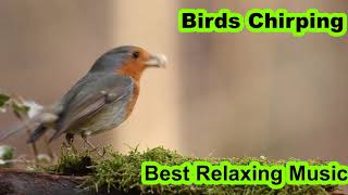 Relaxing Music Nature &quot;&quot; Birds Chirping  &quot;&quot;