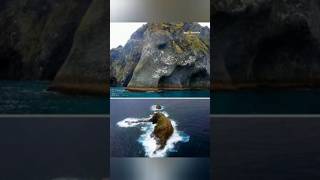 දැවැන්ත ගල් ගැසුනු සතුන් ලෝකය පුරාම ඉන්නවද 😨 #fypシ #සැම්පා #ashuddha