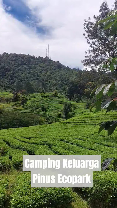 CAMPING KELUARGA PINUS ECOPARK VIEW KEBUN TEH #camper #camping #kebunteh