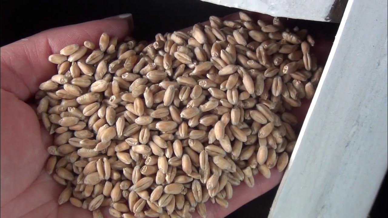 очистка зерна. очищенное зерно. пшеница очищенная. очищенное зерно. очищенное зерно.